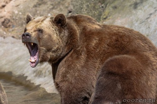 В Башкирии медведи задрали корову рядом с населенным пунктом